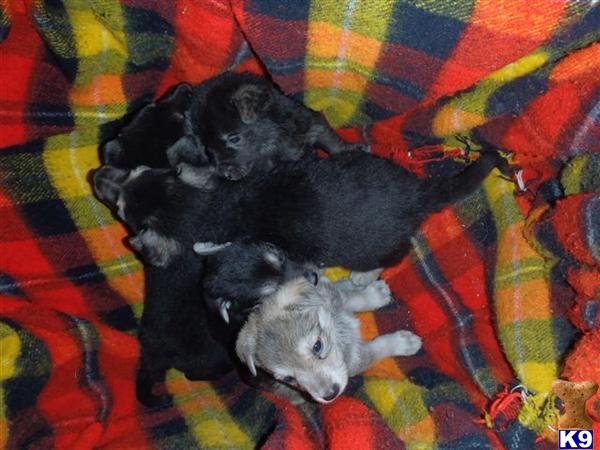 german shepherd puppy posted by Rick Swenson